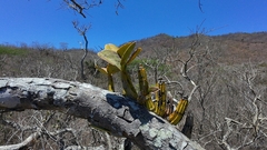 Myrmecophila galeottiana, photograph (c) Fredy, some rights reserved (CC BY-SA)