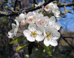 Pyrus communis pyraster