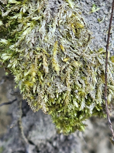 Plagiothecium cavifolium observed 2026-04-27