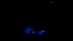 Noctiluca scintillans