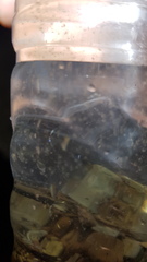 Noctiluca scintillans