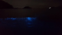 Noctiluca scintillans