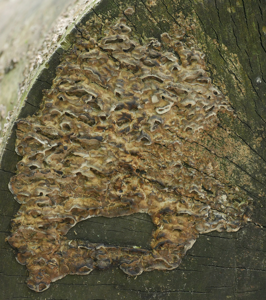 Bjerkandera adusta · April 2026 · photo: © katifungi (iNaturalist, cc-by)