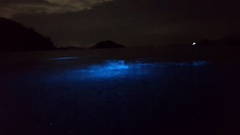 Noctiluca scintillans