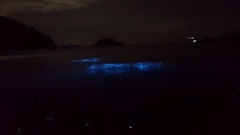 Noctiluca scintillans