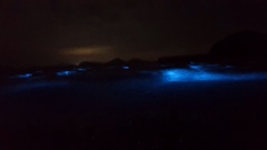 Noctiluca scintillans