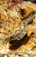 Bathygobius krefftii