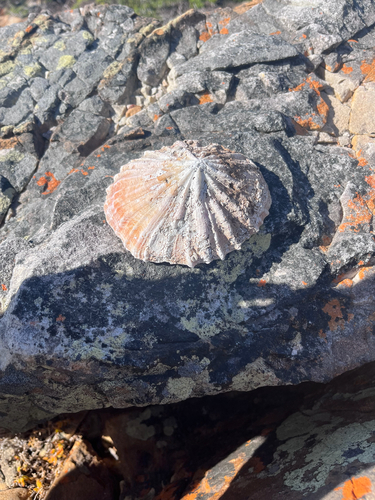 Patella tabularis, 2026-04-27