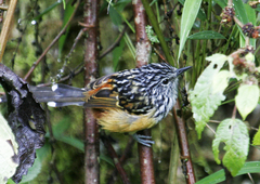 Drymophila striaticeps