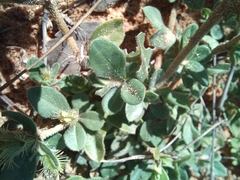 Blepharis maderaspatensis, photograph author not stated, no rights reserved