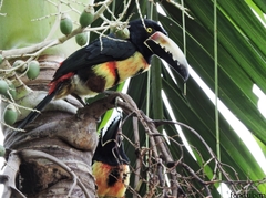 Pteroglossus torquatus