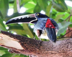 Pteroglossus torquatus