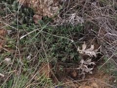 Santolina rosmarinifolia pectinata