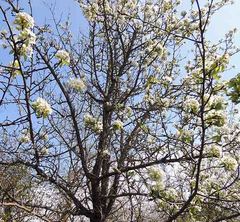 Pyrus communis pyraster