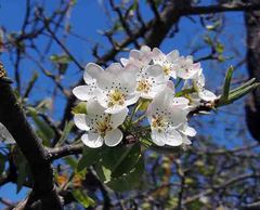 Pyrus communis pyraster