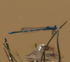 Erythromma lindenii