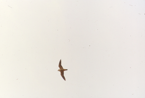 Faucon taita (Falco fasciinucha)