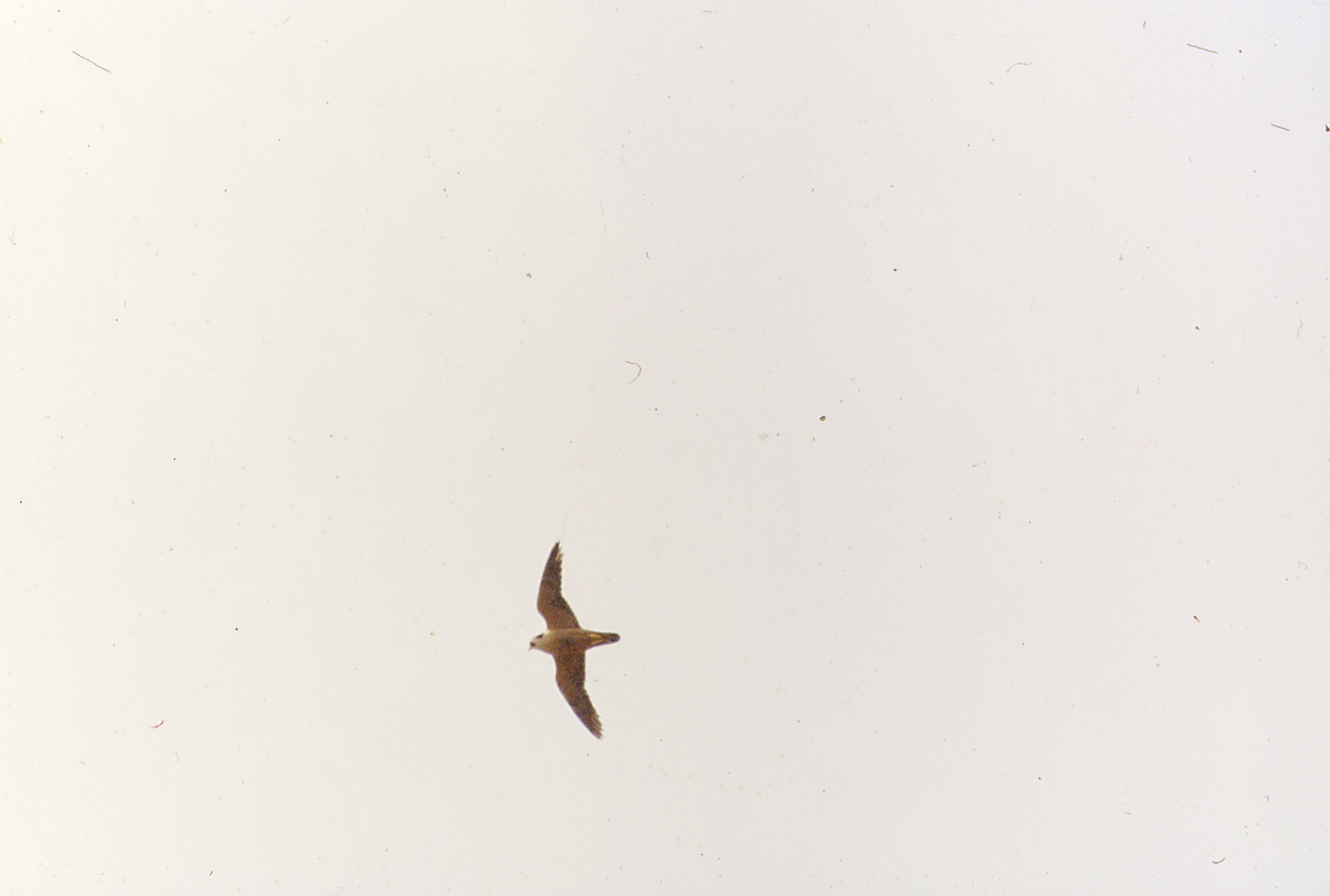 Taita Falcon (Falco fasciinucha), photo 7