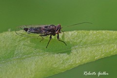 Platycorypha nigrivirga