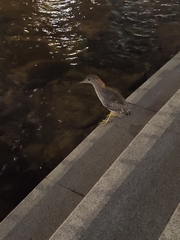 Nycticorax nycticorax