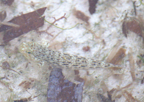 Istigobius ornatus