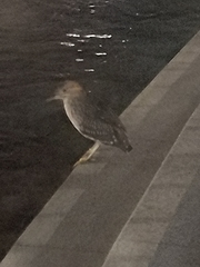 Nycticorax nycticorax