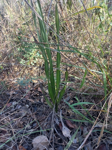 Hypoxis rigidula, photograph 4