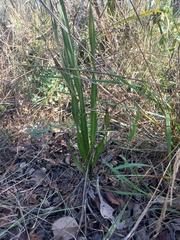 Hypoxis rigidula, photograph author not stated, no rights reserved