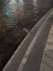 Nycticorax nycticorax