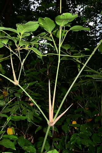 Donax canniformis