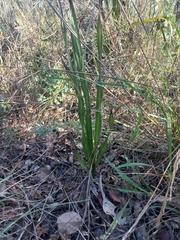 Hypoxis rigidula, photograph author not stated, no rights reserved