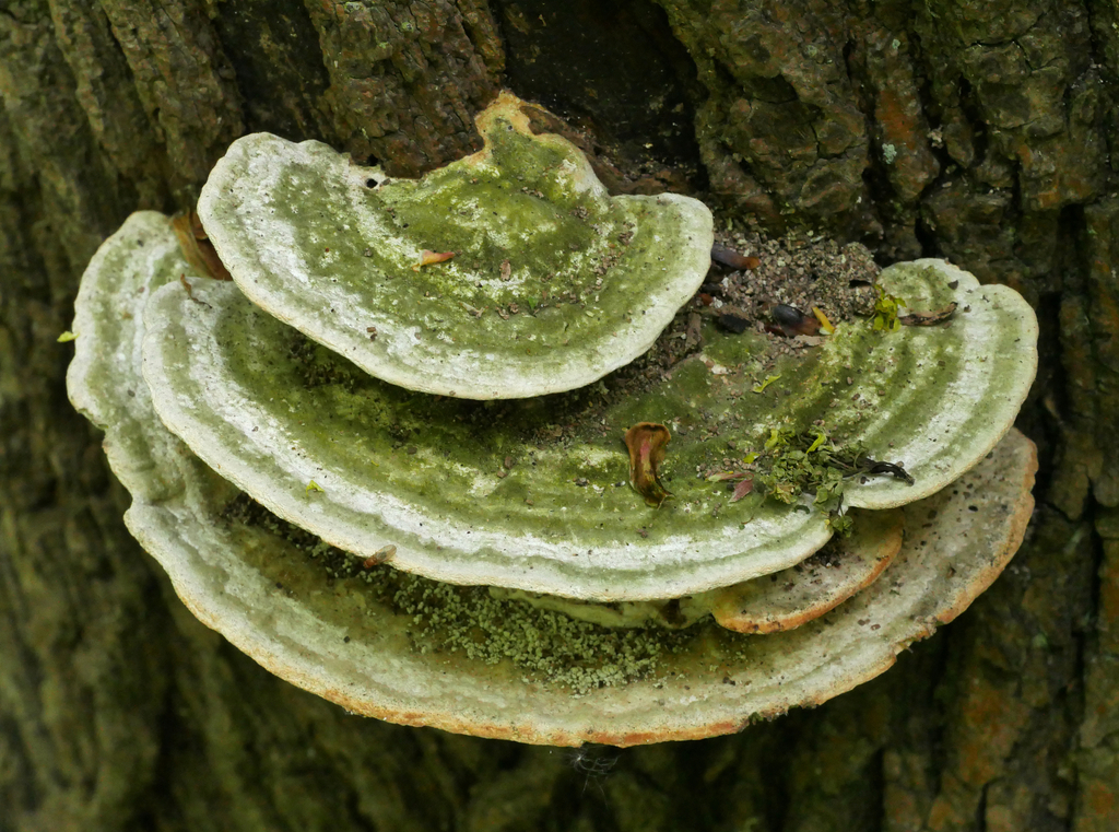 Trametes gibbosa · April 2026 · photo: © katifungi (iNaturalist, cc-by)