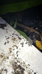 Acanthocoris sordidus