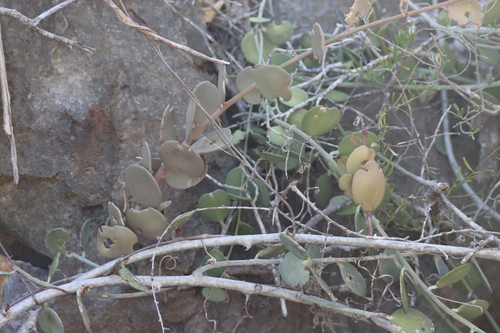 Xerosicyos danguyi