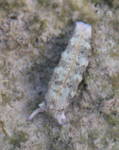 Plakobranchus ocellatus
