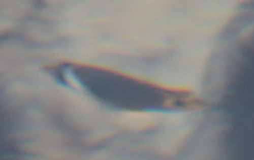 Chaetodon lunula