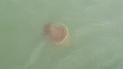 Nemopilema nomurai