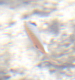 Chaetodon auriga