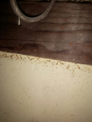 Coptotermes testaceus