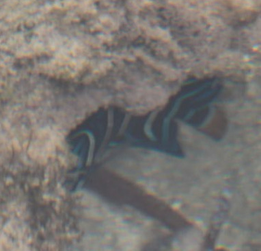 Pomacanthus chrysurus