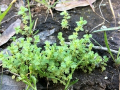 Alchemilla occidentalis