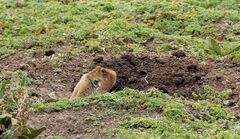 Tachyoryctes macrocephalus