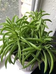 Peperomia ferreyrae
