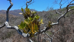 Myrmecophila galeottiana