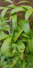 Tipula rufina