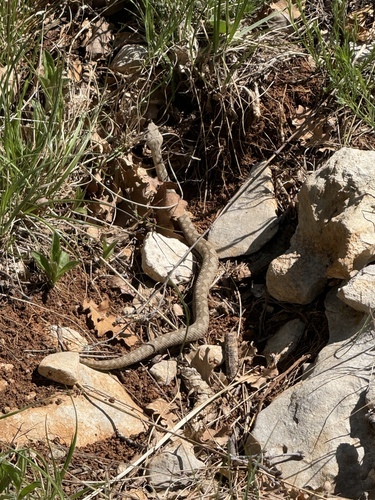 Nose-horned Viper