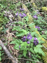 Phacelia bipinnatifida