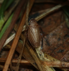 Anoscopus flavostriatus