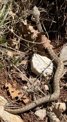 Nose-horned Viper