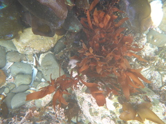 Prionitis lanceolata